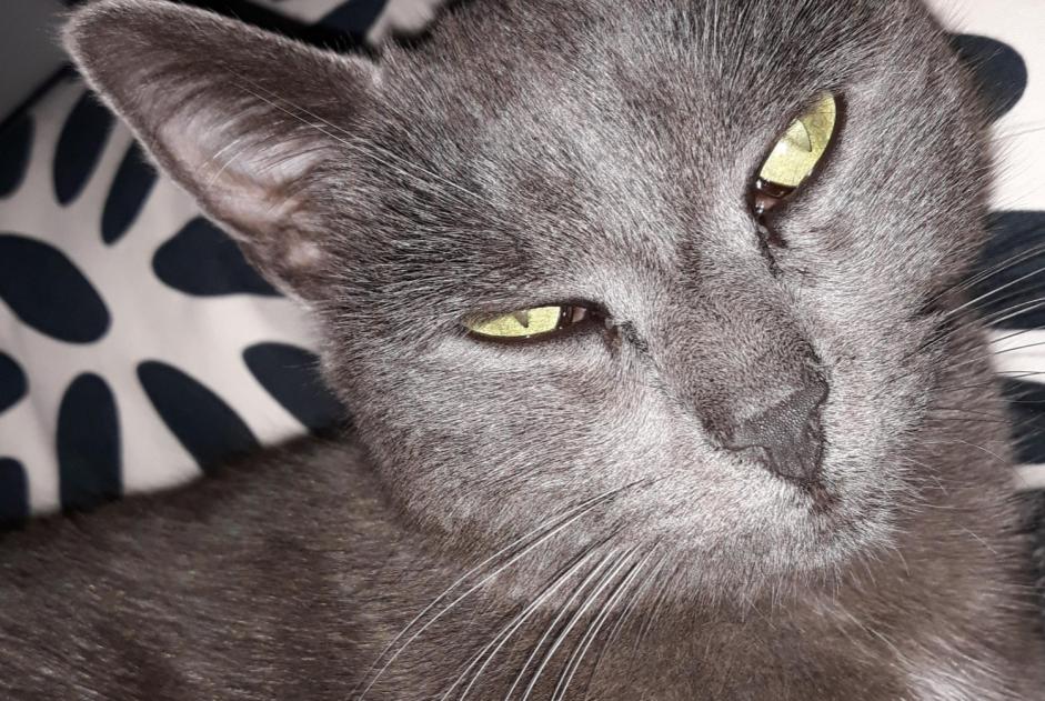 Vermisstmeldung Katze Weiblich , 10 jahre Saint-Marcellin-en-Forez Frankreich Vermisstmeldung Katze Weiblich , 10 jahre Saint-Marcellin-en-Forez Frankreich